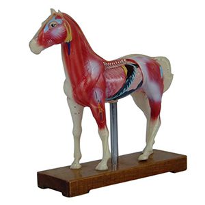 Horse Acupuncture Model